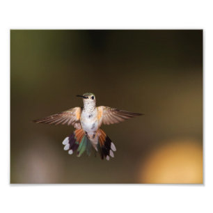 Foto Broad-Tailed Hummingbird se exibindo