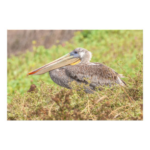 Foto Brown Pelican