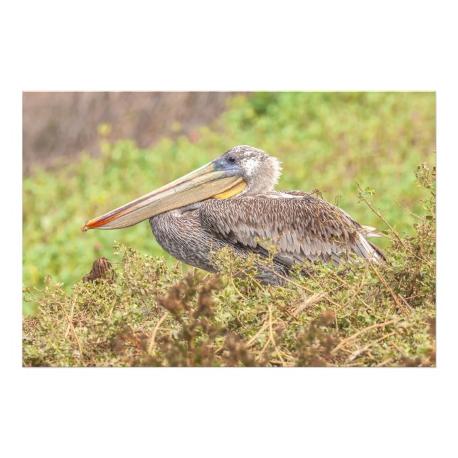 Foto Brown Pelican (Frente)