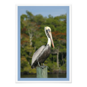Foto Brown Pelican