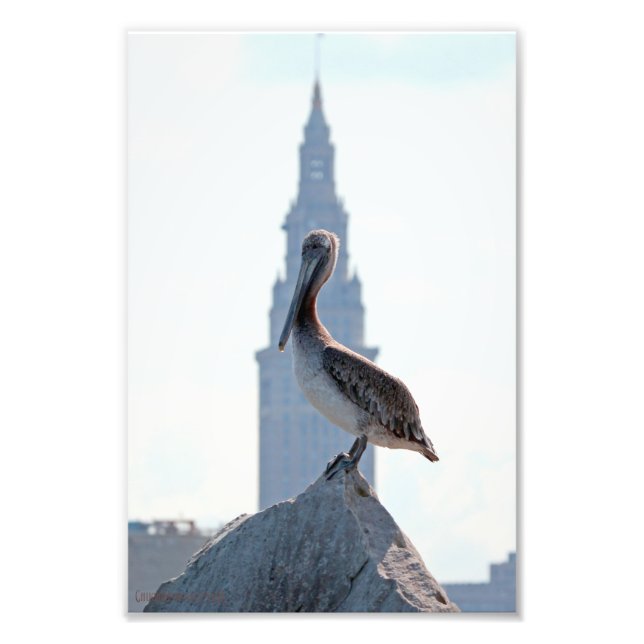 Foto Brown Pelican com torre terminal em Cleveland (Frente)