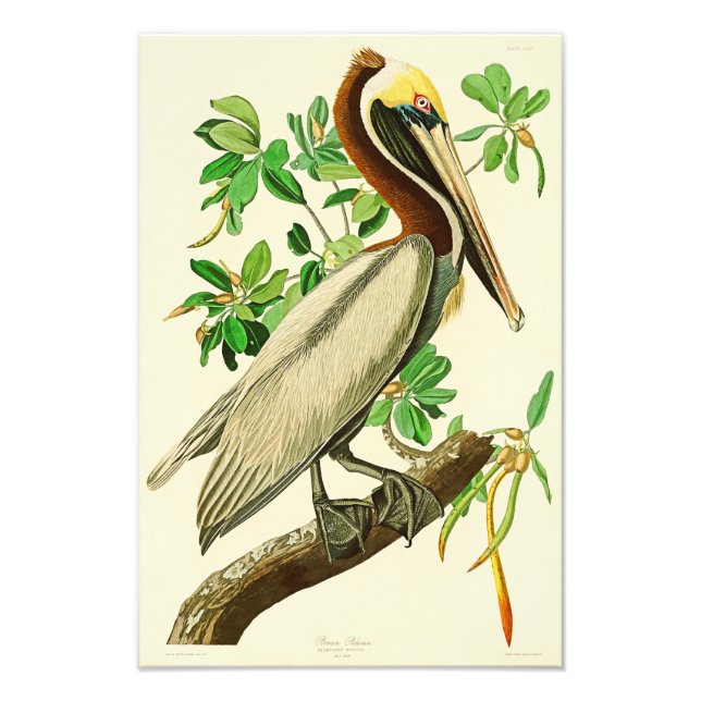 Foto Brown Pelican John James Audubon Birds da América (Frente)