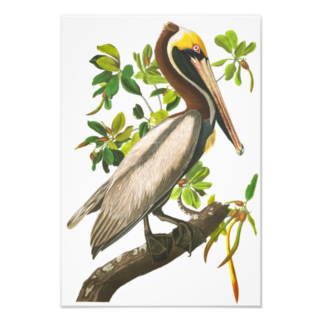 Foto Brown Pelican por John James Audubon (Frente)