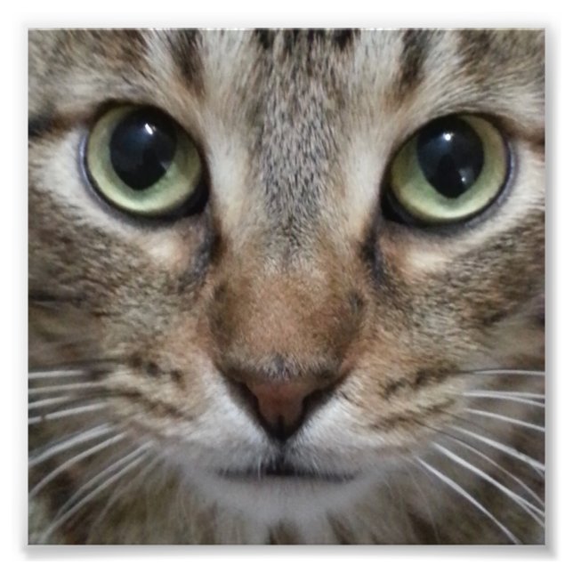Foto Brown Tabby Cat (Frente)