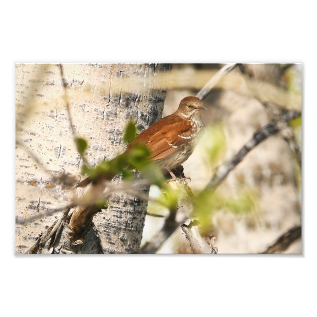 Foto Brown Thrasher (Frente)