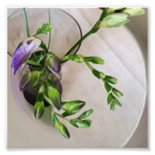 Foto buchas de freesia púrpura