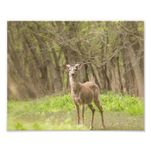 Foto Buck no Fresco Velvet