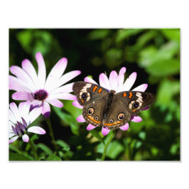 Foto Buckeye Butterfly em Flores Roxos