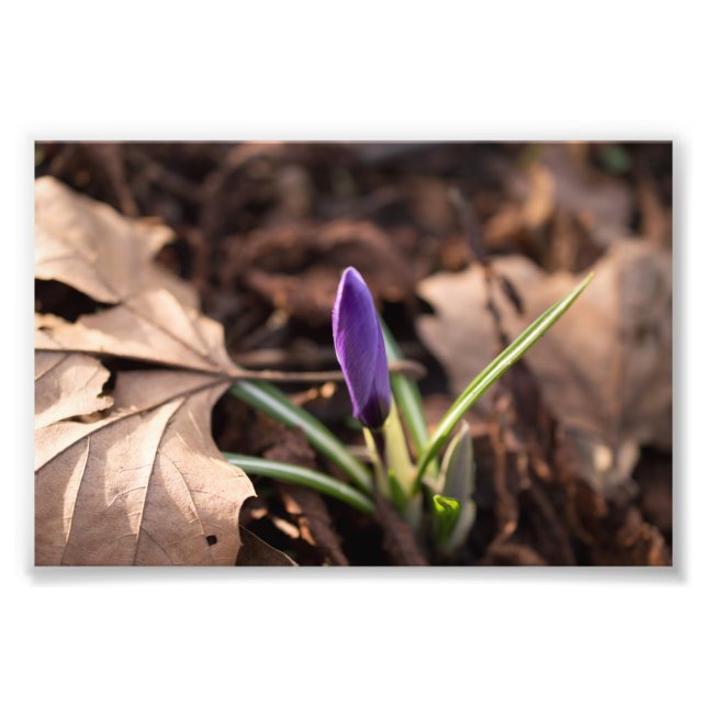 Foto Budding Crocus (Frente)