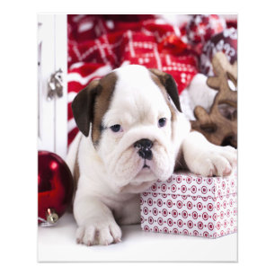 Foto Buldogue Inglês Bonito  Feliz Natal