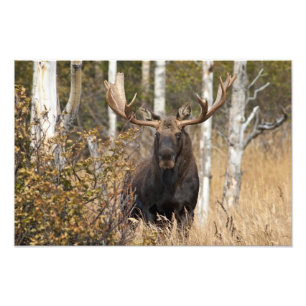 Foto Bull Moose Impressionante