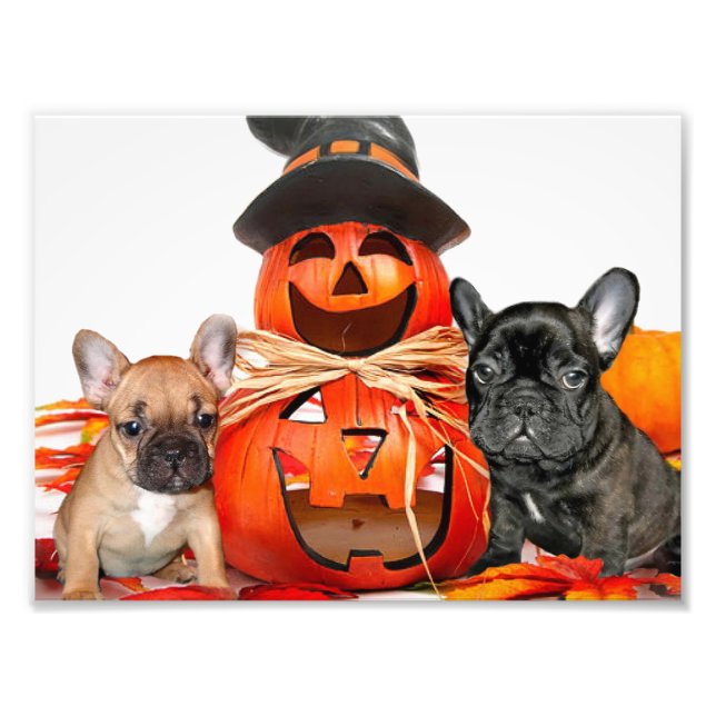 Foto Bulls Franceses Halloween (Frente)