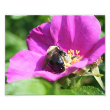 Bumble Bee Em Rosa Rosa Rosa 10x8 Natureza