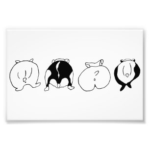 Foto Bumbuns de hamster