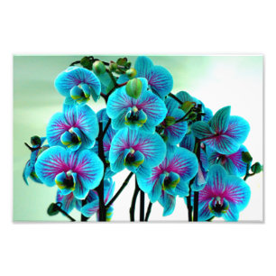 Foto Buquê de Flor Orquídea Azul
