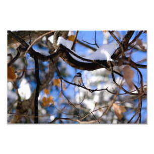 Foto burb no tempo