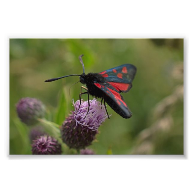 Foto Burnet Moth de cinco pontos (Frente)