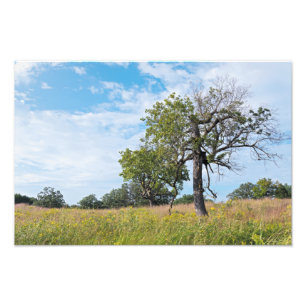 Foto Burr Oak Trees e Prairie