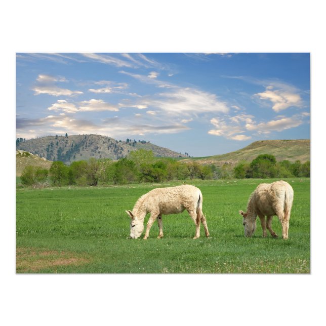 Foto Burros no Parque Estadual de Custer, Dakota do Sul (Frente)