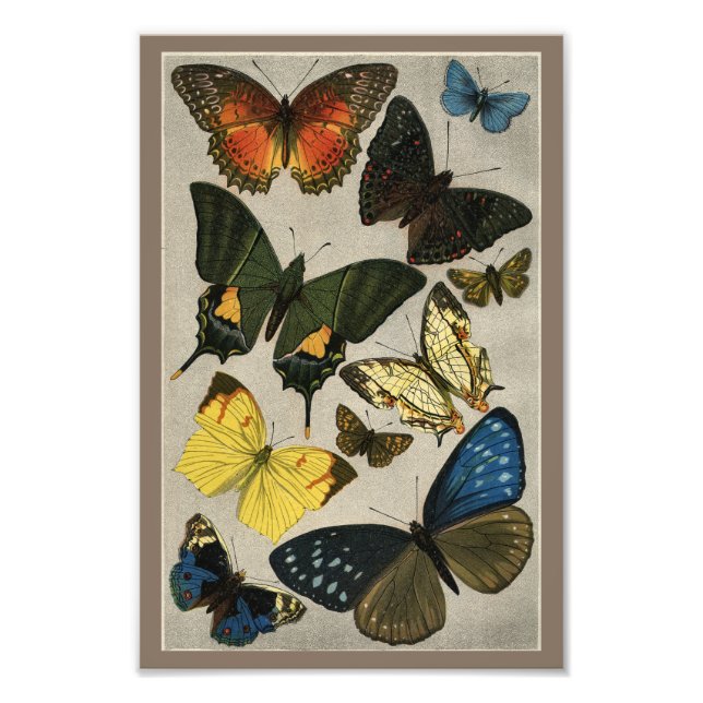 Foto Butterflies Vintage 1904 Impressão (Frente)