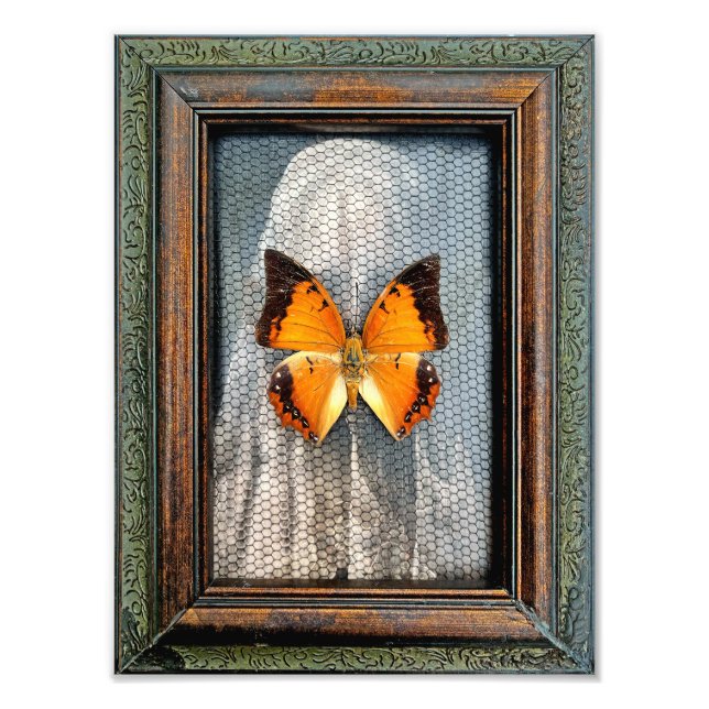 Foto Butterfly de 9" x 12" com bordas pretas (Frente)