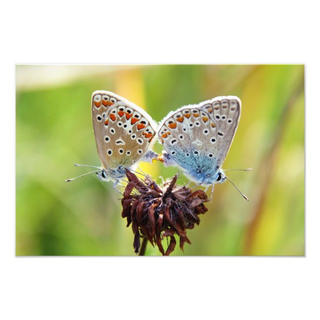 Foto Butterfly Love (Frente)