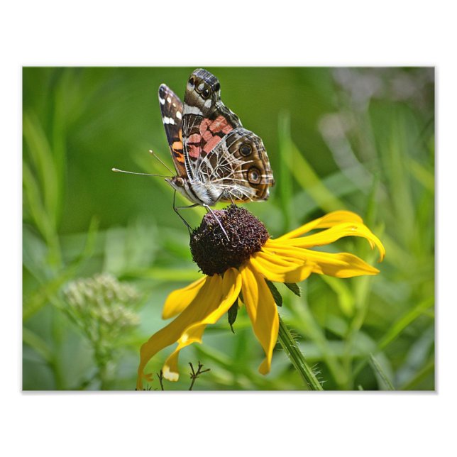 Foto Butterfly On Flower Photo Impressão (Frente)