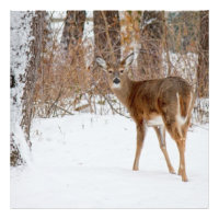 Button Buck Deer no inverno White Snowy Field