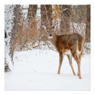 Foto Button Buck Deer no inverno White Snowy Field