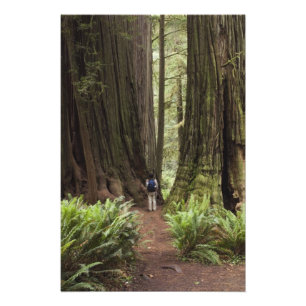 Foto CA, Jedediah Smith Redwoods State Park,