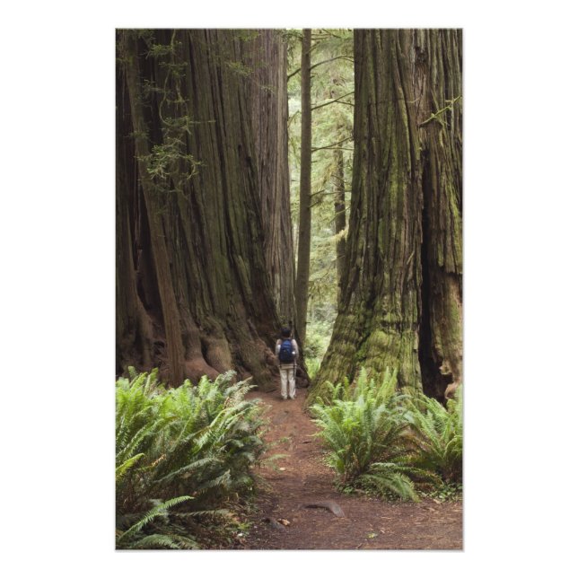 Foto CA, Jedediah Smith Redwoods State Park, (Frente)