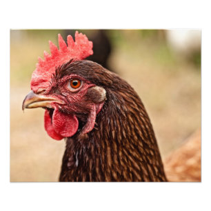 Foto Cabeça da galinha!