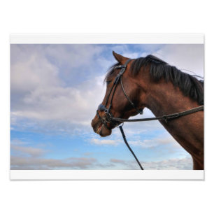 Foto Cabeça de Cavalo