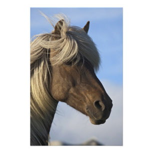 Foto Cabeça de cavalo islandês, Islândia