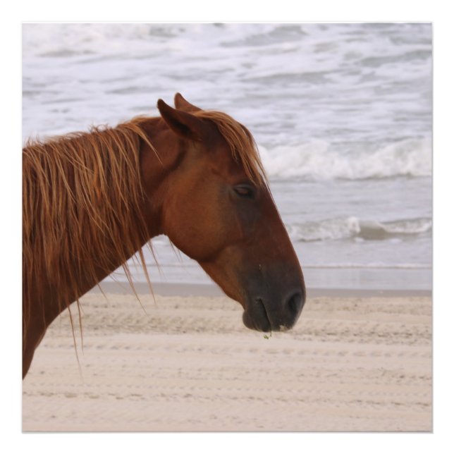 Foto Cabeça de cavalo na praia Outer Banks na Carolina  (Frente)