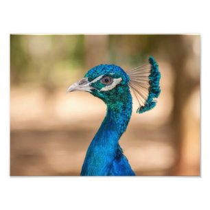 Foto Cabeça de Pavão