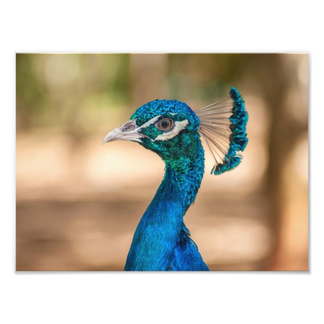Foto Cabeça de Peacock (Frente)