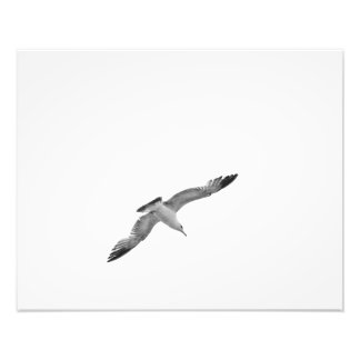 Foto Cabeça de Seagull 2 Preta e Branca