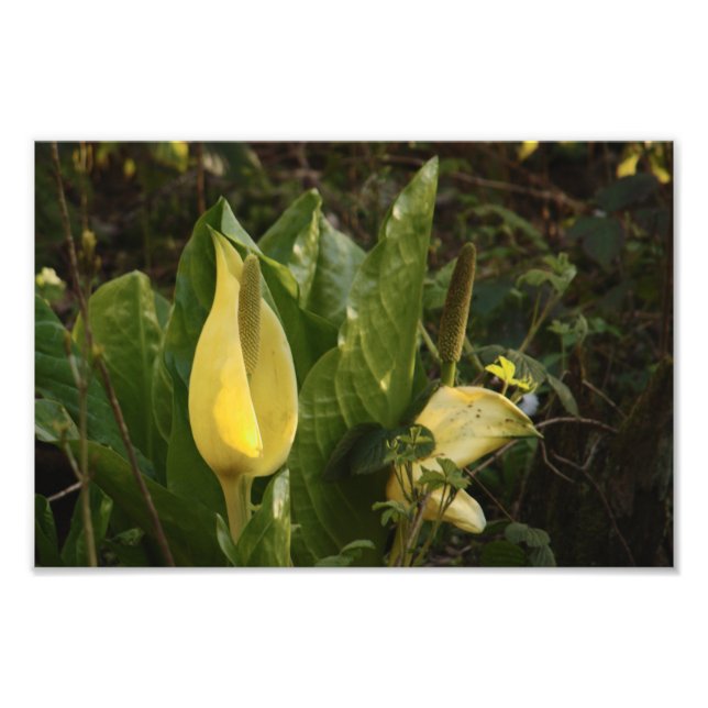 Foto Cabinas Skunk (Frente)