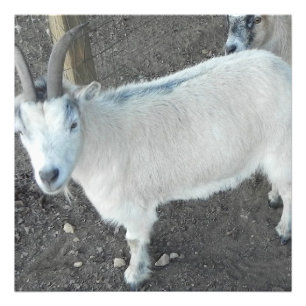 Foto Cabra fêmea do pigmy