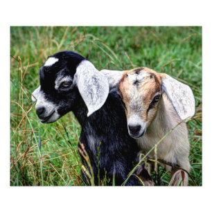 Foto Cabras do bebê