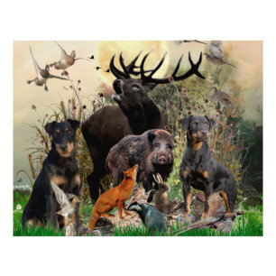 Foto Caça alemã Terrier (Jagdterrier)