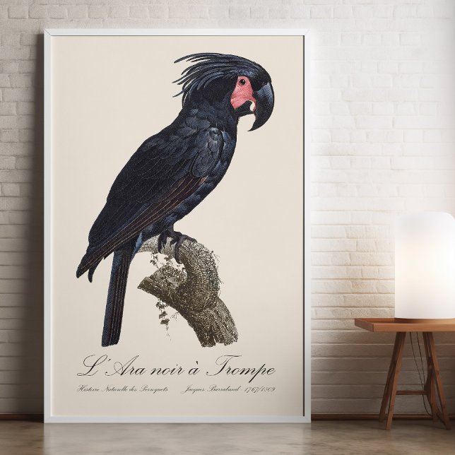 Foto Cacatua-de-bico-longo, Probosciger aterrimus papag (L' Ara Noir a Trompe / Palm Cockatoo. Photo Print)