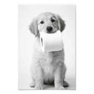 Foto Cachorrinho Retriever Dourado Minimalista Toalhete