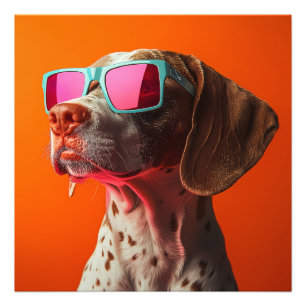 Foto Cachorro Bracco italiano legal com óculos de sol