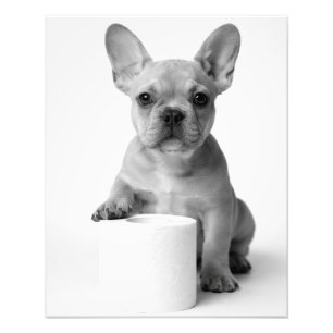 Foto Cachorro Bulldog Francês Engraçado Minimalista Gua