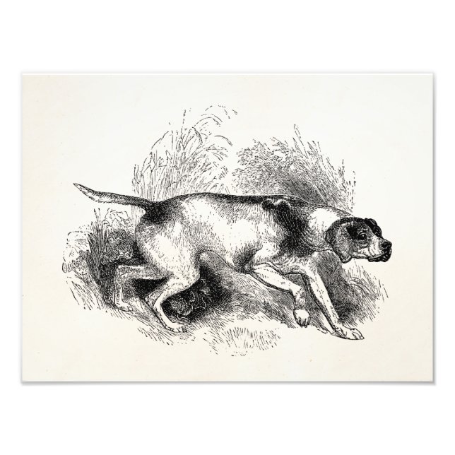 Foto Cachorro Caçador de Pontas Vintage Cachorro 1800s  (Frente)