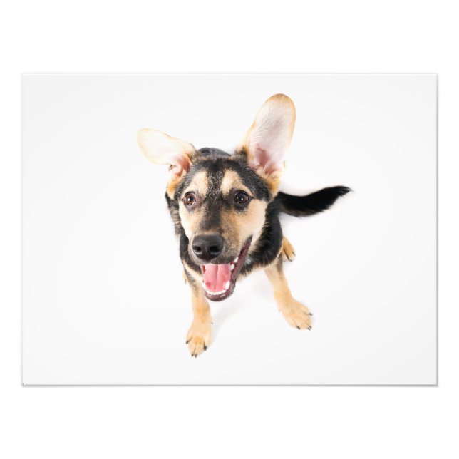 Foto Cachorro engraçado (Frente)