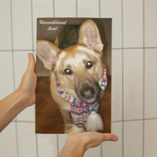 Foto Cachorro german shepherd Preto e Adoro Incondicion