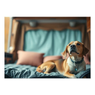 Foto Cachorro na Cama